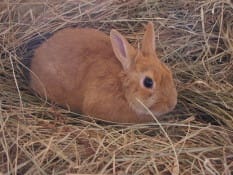 Per conoscere gli animali