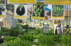 Gli italiani scoprono il giardinaggio