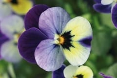 Le viole Syngenta risvegliano l’olfatto