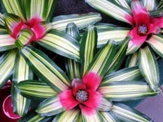 Piante e fiori: in marzo vendite in rialzo