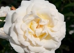 Kordes e Vivai Saldini presentano la rosa Brindisi