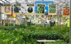 Coldiretti: contro la crisi è boom di orti fai da te