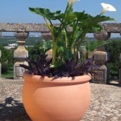 Il vaso più indicato per ogni ambiente