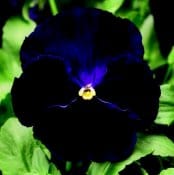 Viole in 15 diversi colori