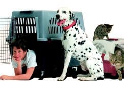 Pet: tendenze, novità e punti fermi