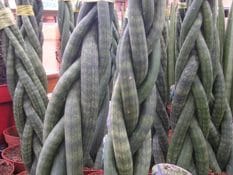 Il giardinaggio ha bisogno di crescere