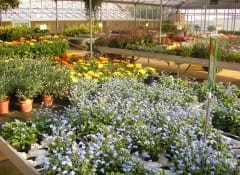 Quanto vale il mercato del giardinaggio?