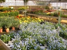 Vendita piante: un’estate un po’ fredda