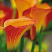 Con Hortus è già primavera!