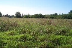 Bayer pianta alberi per difendere il pianeta