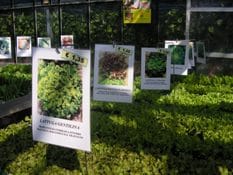 Coldiretti: 4 italiani su 10 si dedicano all’orto e al giardino