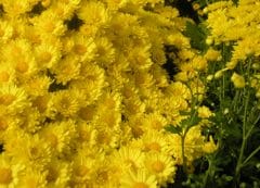 Sfatate le "leggende metropolitane" sui fiori