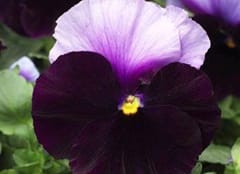 Syngenta Flowers elegge la viola più bella