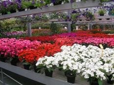 Piante e fiori: autunno tiepido
