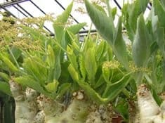 Piante e fiori: un 2008 da dimenticare?