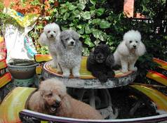 Il pet care appassiona gli italiani
