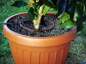 Per semplificare il sistema di microirrigazione
