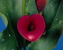 E’ la Calla il bulbo estivo del 2009