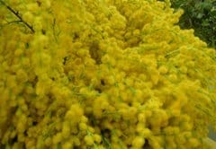 Crescono le vendite di fiori