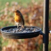 Prendiamoci cura degli animali che popolano il giardino