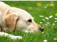 Giuntini aiuta i cani abruzzesi