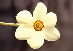 Il Narciso Actaea vince il premio 'Bulbo primaverile 2009'