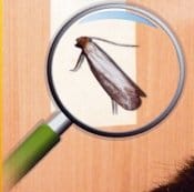 La disinfestazione sicura