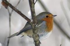 Botanic promuove il bird feeding