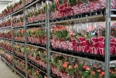 Florbusiness: l’appuntamento con il florovivaismo pugliese