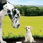 Il profilo nutrizionale ideale per ogni cane