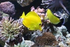 Con Viridea e Askoll l'acquario non ha più segreti