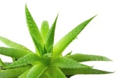 PromoGiardinaggio promuove le piante contro l'inquinamento