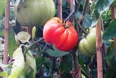 Semaforo verde per i farmer market italiani