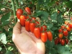 OrtoMio ci racconta il boom dell'orto