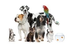 Rapporto Assalco 2010: il mercato pet food non conosce crisi
