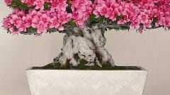 Fotografa il tuo bonsai e vinci