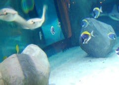 Nasce una partnership tra Askoll e Gardaland