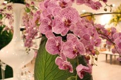 Cama Flor presenta i trend della primavera 2011