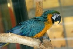 Pet: un mercato che si evolve, una mentalità che cambia