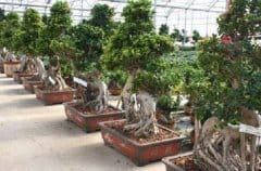 Nuove proposte di Pagano Fiori