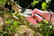 Taglio pulito e preciso con Gardena