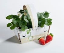 In arrivo da Viridea le fragole eco