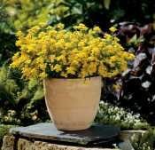 Le migliori piante per un giardino migliore