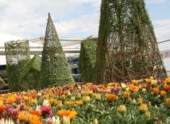 Euroflora: 20.000 gazanie danno il benvenuto