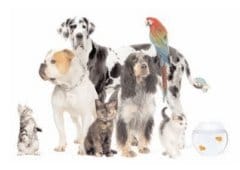 Fop presenta Pet In Mano