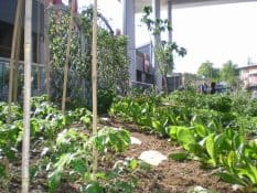 Il Portello promuove gli orti a Milano