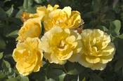 L’allegria del giallo per una rosa