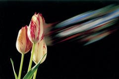 Ufficio Olandese dei Fiori: un punto di riferimento per la formazione