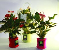 Fashion Plant: le piante che fanno tendenza