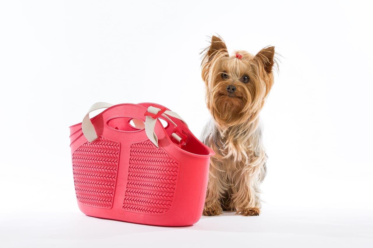 Borsa porta pet